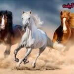 تابلو فرش حیوانات