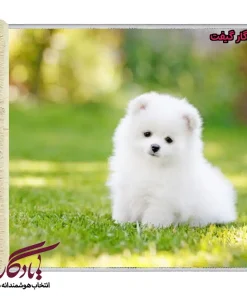 تابلوفرش ماشینی طرح حیوانات سگ پامر سفید کد h22-1