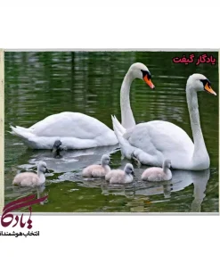 تابلو فرش ماشینی طرح حیوانات خانواده قوها کد h36