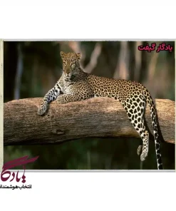 تابلو فرش ماشینی طرح حیوانات پلنگ سریلانکا کد h82